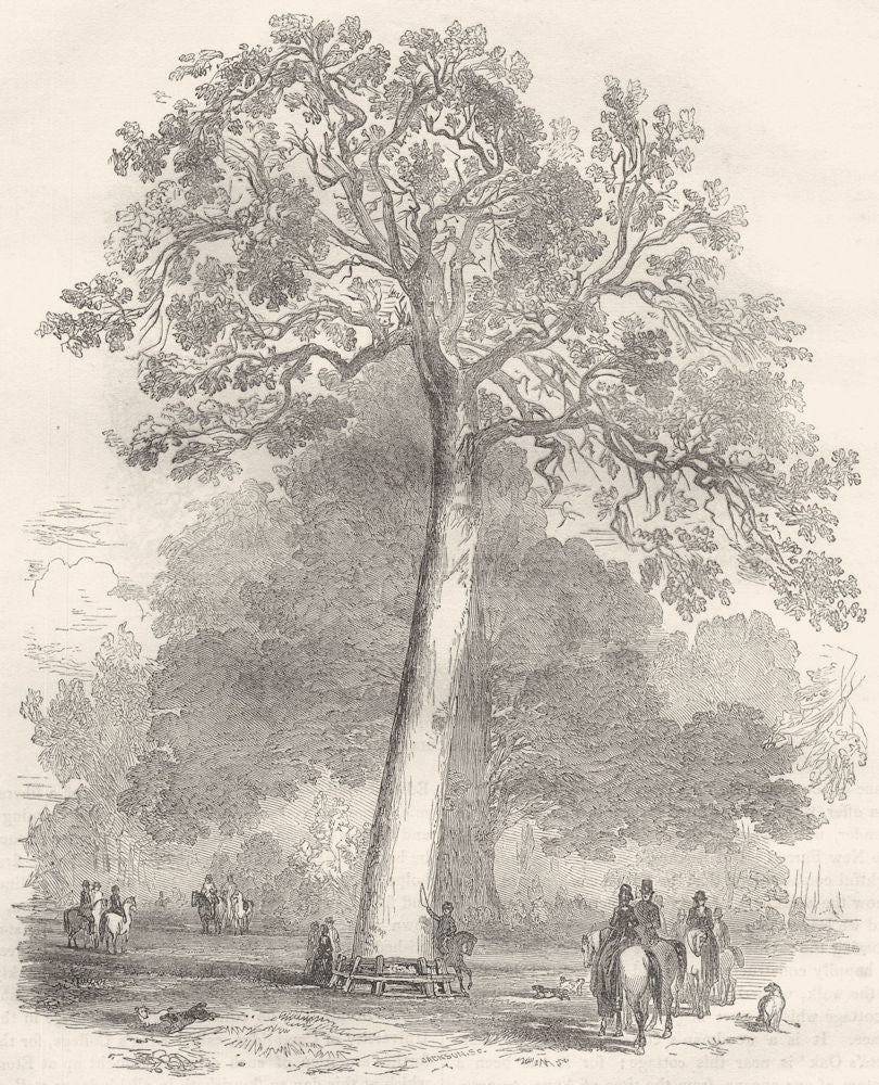 WINDSOR. Queen Victoria's Tree 1850 old antique vintage print picture
